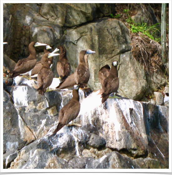 Brown Booby (Sula leucogaster)- large seabirds with pantropical range. At Soper's Hole, Tortola/BVI.
